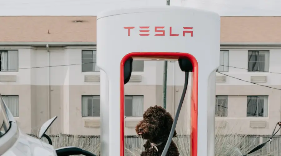Tesla charging station with a dog, reflecting Tesla's presence in the evolving electric vehicle market.
